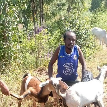 A man wearing a blue shirt sitting on the ground surrounded by three goats.