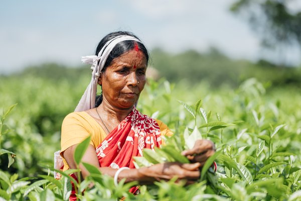 A woman in Bangladesh picks tea leaves