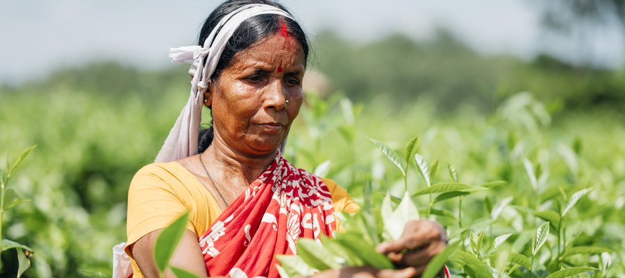 A woman in Bangladesh picks tea leaves
