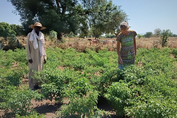 A older man and older woman in a field working in Chad.