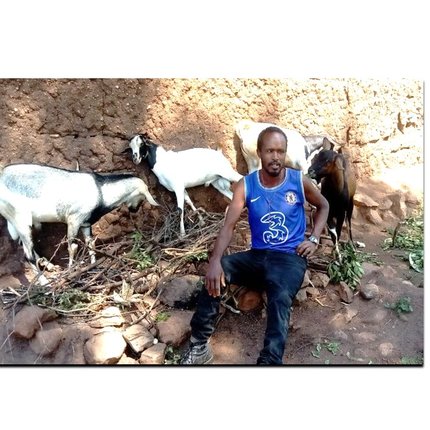A man wearing a blue shirt sitting on the ground surrounded by three goats.