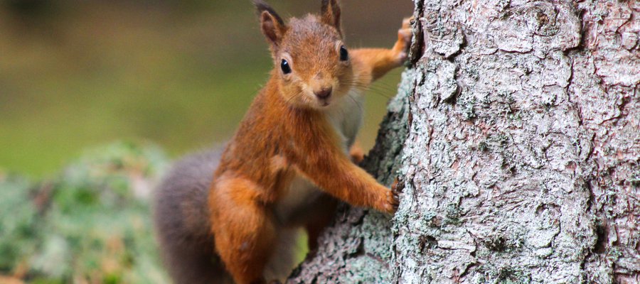 A red squirrel on a tree