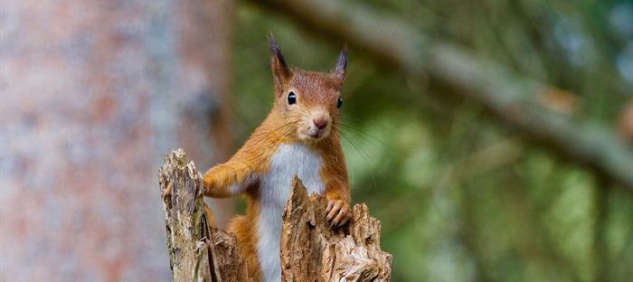 A red squirrel in the wild