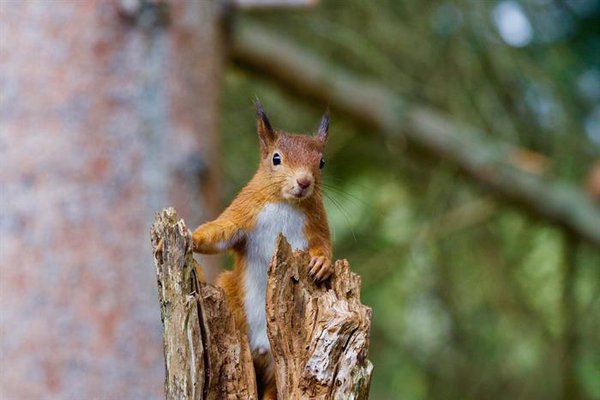 A red squirrel in the wild